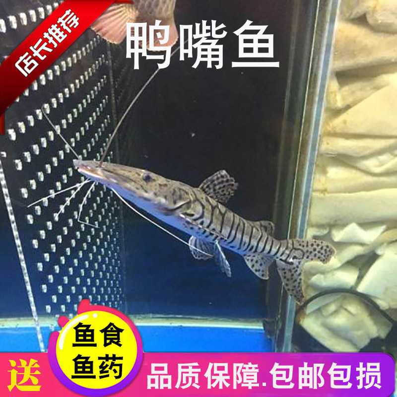 一條龍魚配幾條虎魚合適圖片視頻大全(一條金龍配幾條虎魚好) 一條龍魚配幾條虎魚合適圖片視頻大全(一條金龍配幾條虎魚好) 虎魚百科 第2張
