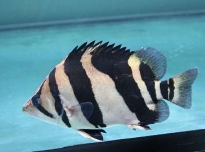 龍魚怎么選擇品相好的魚苗