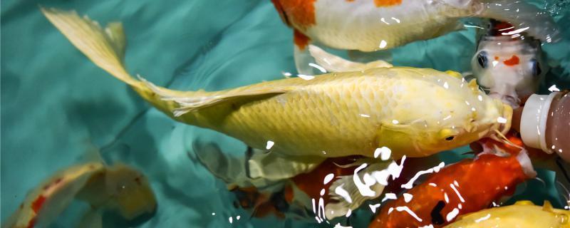 銀龍魚怎么孵化小魚視頻(龍魚孵化小魚過程視頻)