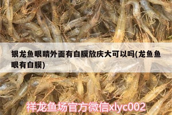 銀龍魚眼睛外面有白膜放慶大可以嗎(龍魚魚眼有白膜)