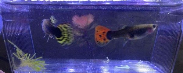 博特爾冰柜臥柜參數(shù)表(博特爾冰柜臥柜參數(shù)表格) 博特爾冰柜臥柜參數(shù)表(博特爾冰柜臥柜參數(shù)表格) 博特水族 第1張