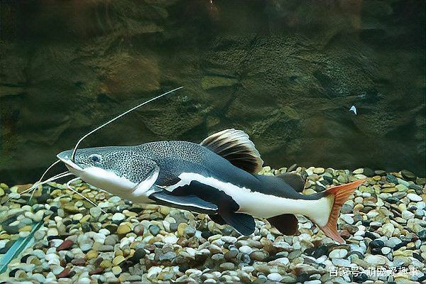 紅尾鯰魚可以吃嗎，如何辨別紅尾鯰魚是否新鮮