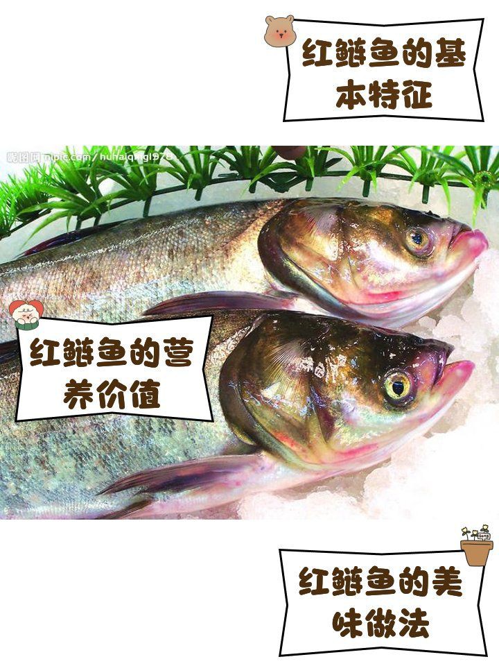 紅尾鯰魚可以吃嗎，如何辨別紅尾鯰魚是否新鮮