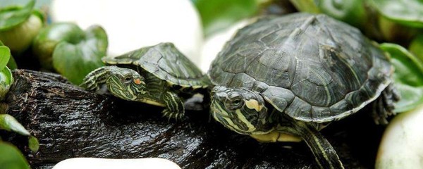 成品魚缸和定制魚缸哪個安全：成品魚缸和定制魚缸安全性對比