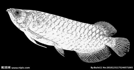 龍魚的素描（素描龍魚的畫法） 龍魚的素描（素描龍魚的畫法） 龍魚百科 第1張
