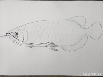 龍魚的素描（素描龍魚的畫法） 龍魚的素描（素描龍魚的畫法） 龍魚百科 第3張