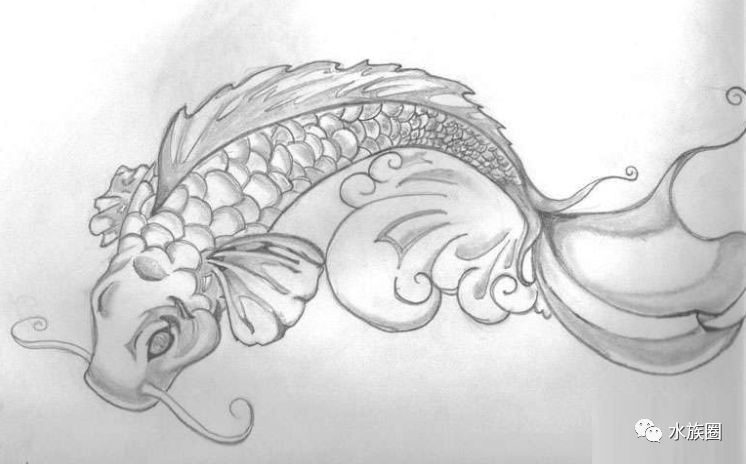 龍魚的素描（素描龍魚的畫法） 龍魚的素描（素描龍魚的畫法） 龍魚百科 第2張