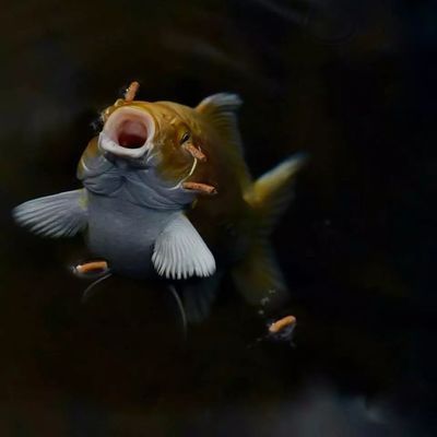 魚鱗病眼睛外翻（魚鱗病眼瞼外翻） 魚鱗病眼睛外翻（魚鱗病眼瞼外翻） 魟魚百科 第2張