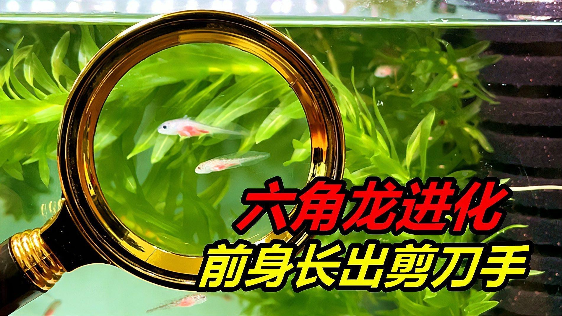 恐龍魚長啥樣子