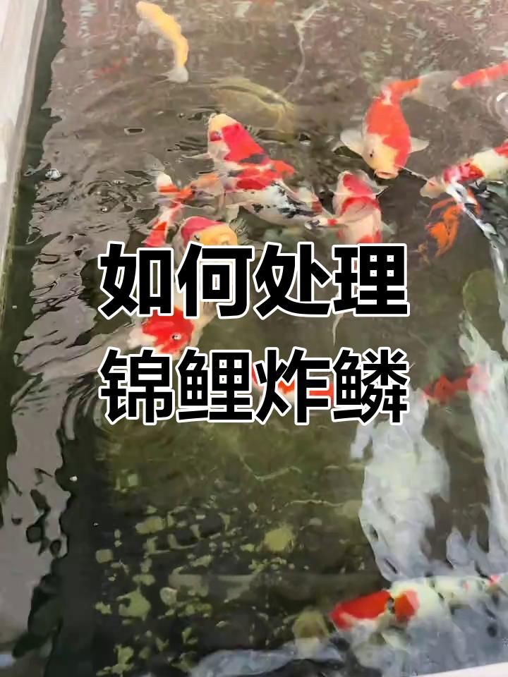 如何預(yù)防錦鯉炸鱗病的發(fā)生？，錦鯉炸鱗病嚴(yán)重威脅著錦鯉的健康做好預(yù)防工作至關(guān)重要