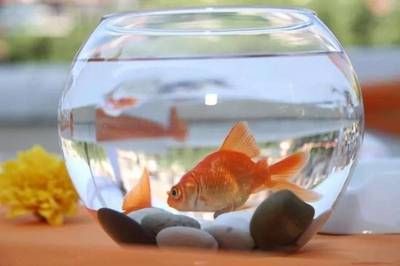 養魚數量與家居氣場的關系：養魚數量與家居氣場的關系是一個備受關注的話題