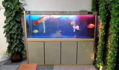 養魚數量與家居氣場的關系：養魚數量與家居氣場的關系是一個備受關注的話題