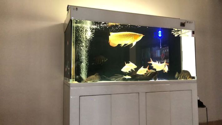 龍魚不吃飼料 龍魚不吃飼料 龍魚百科 第1張