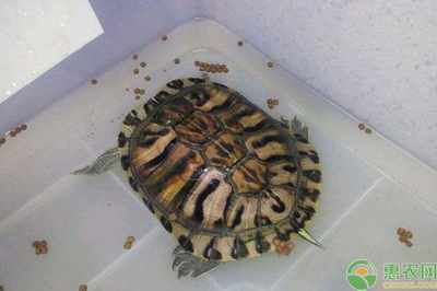 濟南魚缸布景的選擇濟南魚缸布景的美觀度