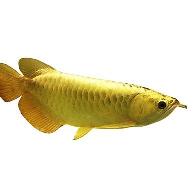 塔中龍魚店，塔中龍魚店有哪些特色龍魚品種