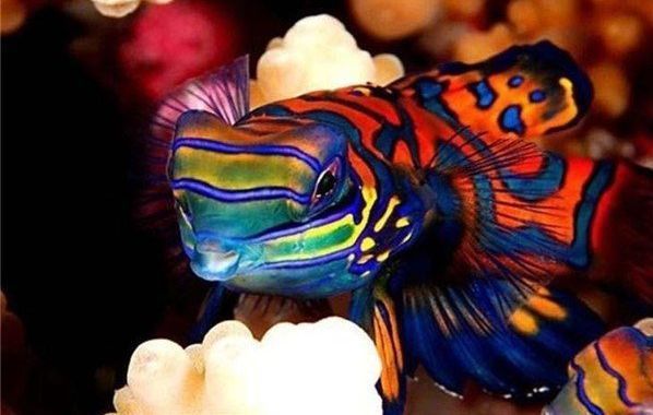 金龍魚和紅龍魚哪個長的大一些：紅龍魚與金龍魚的區別 金龍魚和紅龍魚哪個長的大一些：紅龍魚與金龍魚的區別 紅龍魚百科 第2張