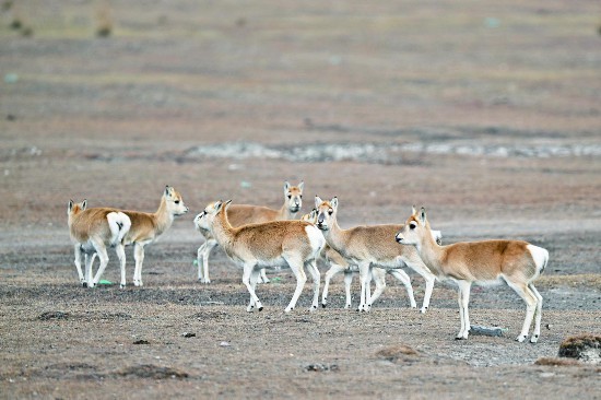 森森除油膜器好不好：森森除油膜器怎么樣