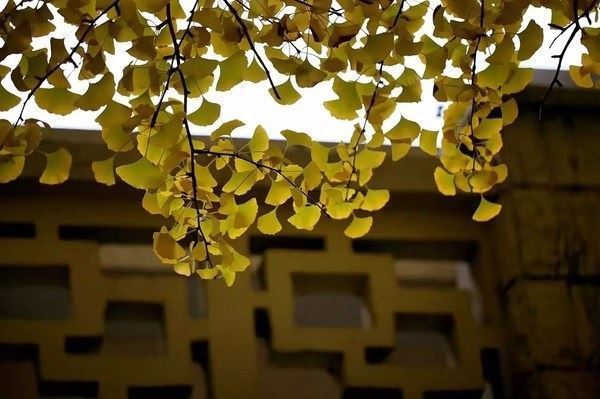 水族世界加熱棒(水族加熱棒哪個牌子好) 魟魚百科 第1張 水族世界加熱棒(水族加熱棒哪個牌子好) 水族世界加熱棒(水族加熱棒哪個牌子好) 魟魚百科 第1張