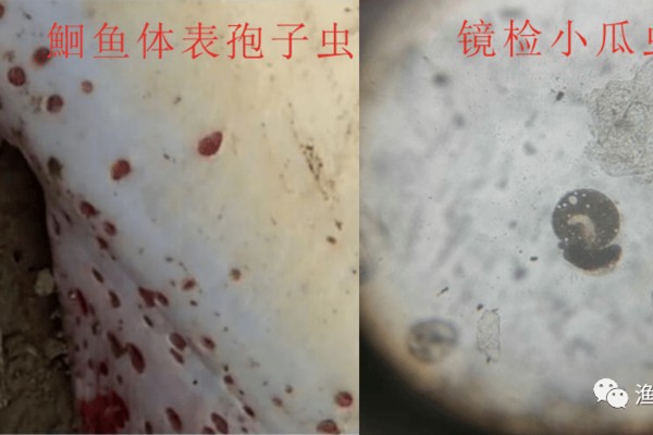 觀賞魚貿易公司（觀賞魚供應商）