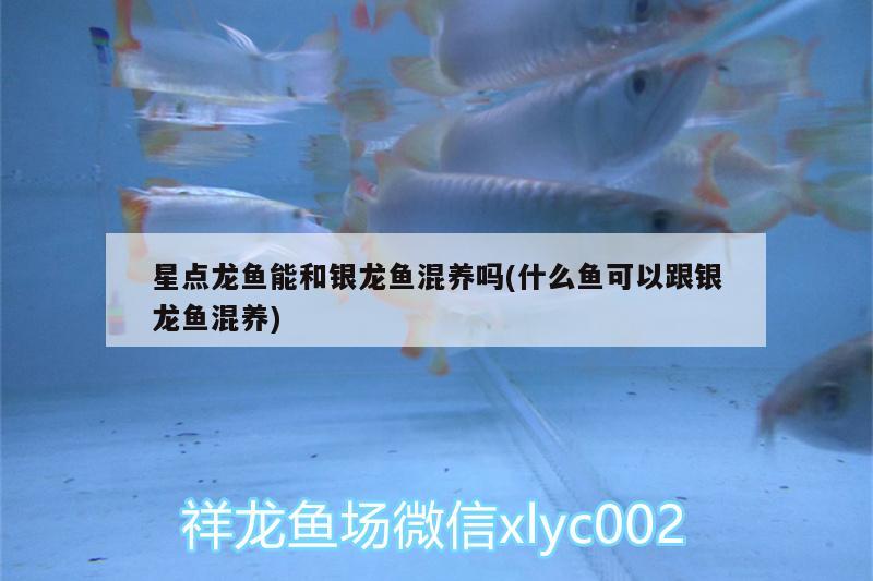 星點龍魚能和銀龍魚混養嗎(什么魚可以跟銀龍魚混養)