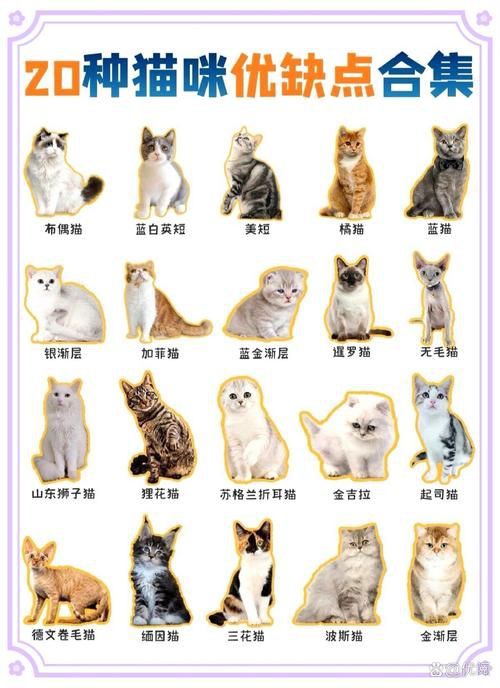 貓品種大全100種圖片，《貓品種大全100種圖片》 貓品種大全100種圖片，《貓品種大全100種圖片》 龍魚百科 第26張