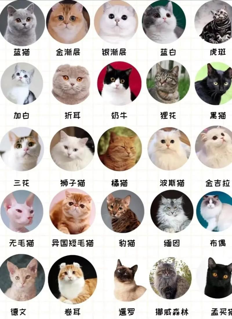 貓品種大全100種圖片，《貓品種大全100種圖片》 貓品種大全100種圖片，《貓品種大全100種圖片》 龍魚百科 第6張