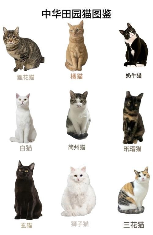 貓品種大全100種圖片，《貓品種大全100種圖片》 貓品種大全100種圖片，《貓品種大全100種圖片》 龍魚百科 第13張