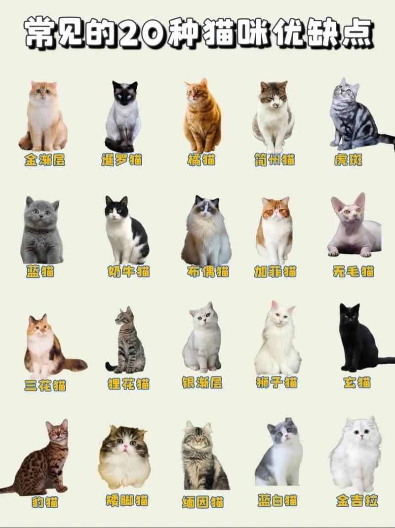 貓品種大全100種圖片，《貓品種大全100種圖片》 貓品種大全100種圖片，《貓品種大全100種圖片》 龍魚百科 第27張