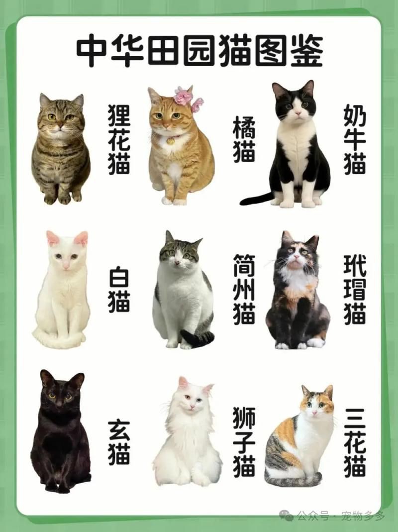 貓品種大全100種圖片，《貓品種大全100種圖片》 貓品種大全100種圖片，《貓品種大全100種圖片》 龍魚百科 第21張