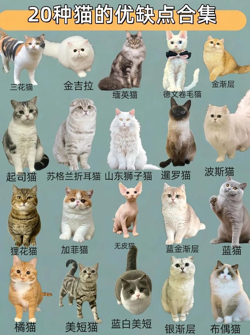 貓品種大全100種圖片，《貓品種大全100種圖片》 貓品種大全100種圖片，《貓品種大全100種圖片》 龍魚百科 第10張
