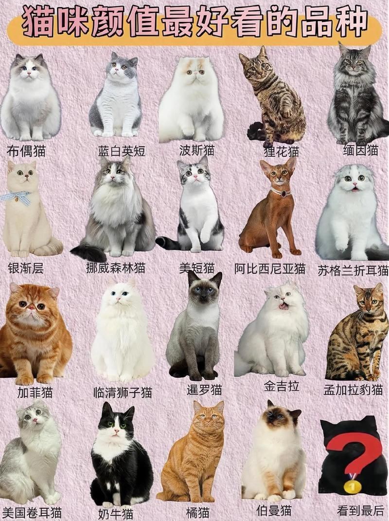 貓品種大全100種圖片，《貓品種大全100種圖片》 貓品種大全100種圖片，《貓品種大全100種圖片》 龍魚百科 第16張