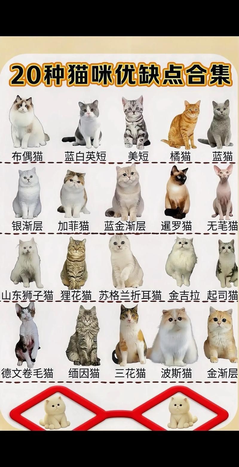 貓品種大全100種圖片，《貓品種大全100種圖片》 貓品種大全100種圖片，《貓品種大全100種圖片》 龍魚百科 第18張