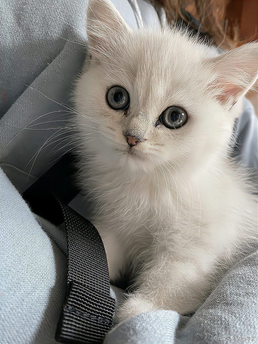 貓品種大全100種圖片，《貓品種大全100種圖片》 貓品種大全100種圖片，《貓品種大全100種圖片》 龍魚百科 第30張