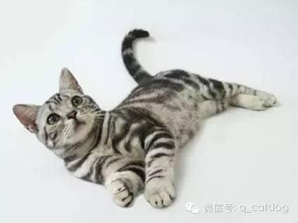 貓品種大全100種圖片，《貓品種大全100種圖片》 貓品種大全100種圖片，《貓品種大全100種圖片》 龍魚百科 第29張