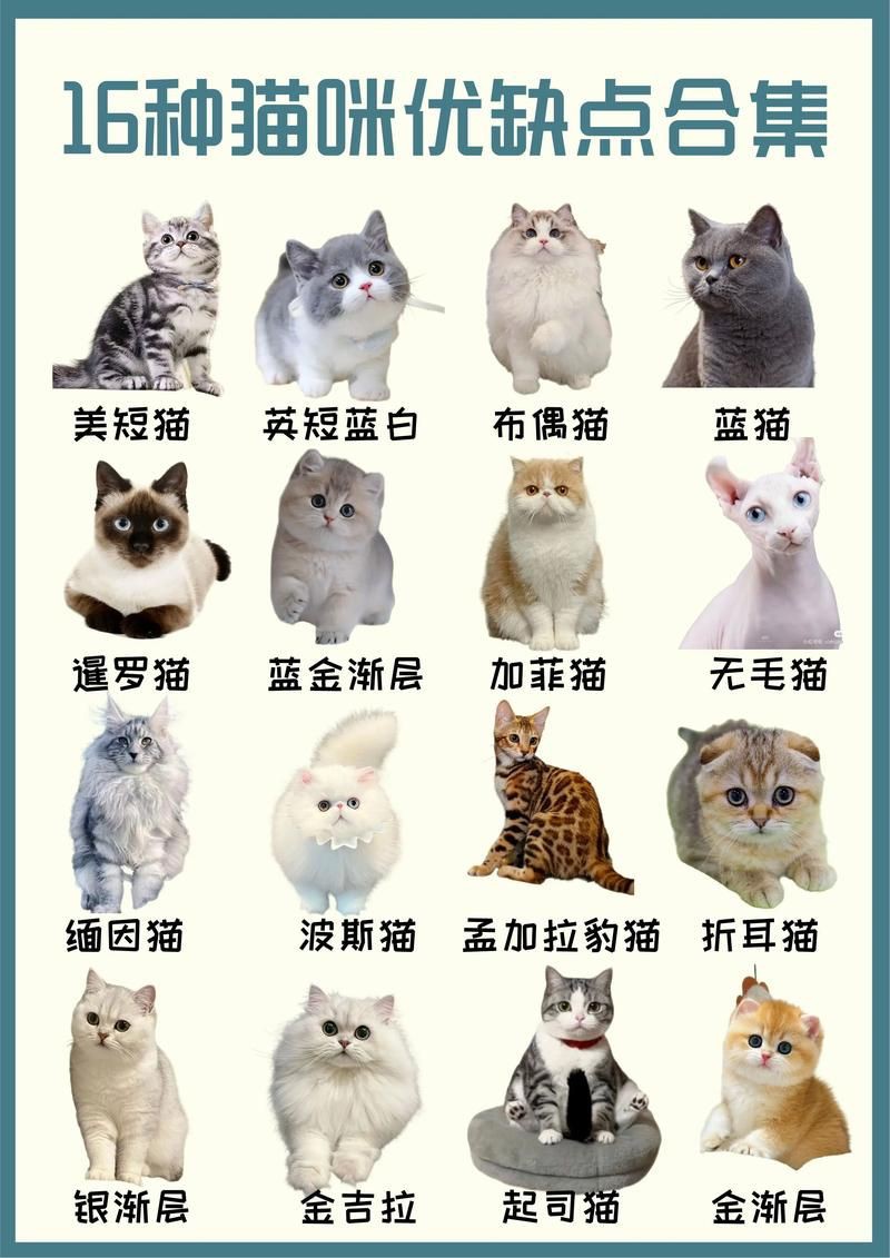 貓品種大全100種圖片，《貓品種大全100種圖片》 貓品種大全100種圖片，《貓品種大全100種圖片》 龍魚百科 第14張
