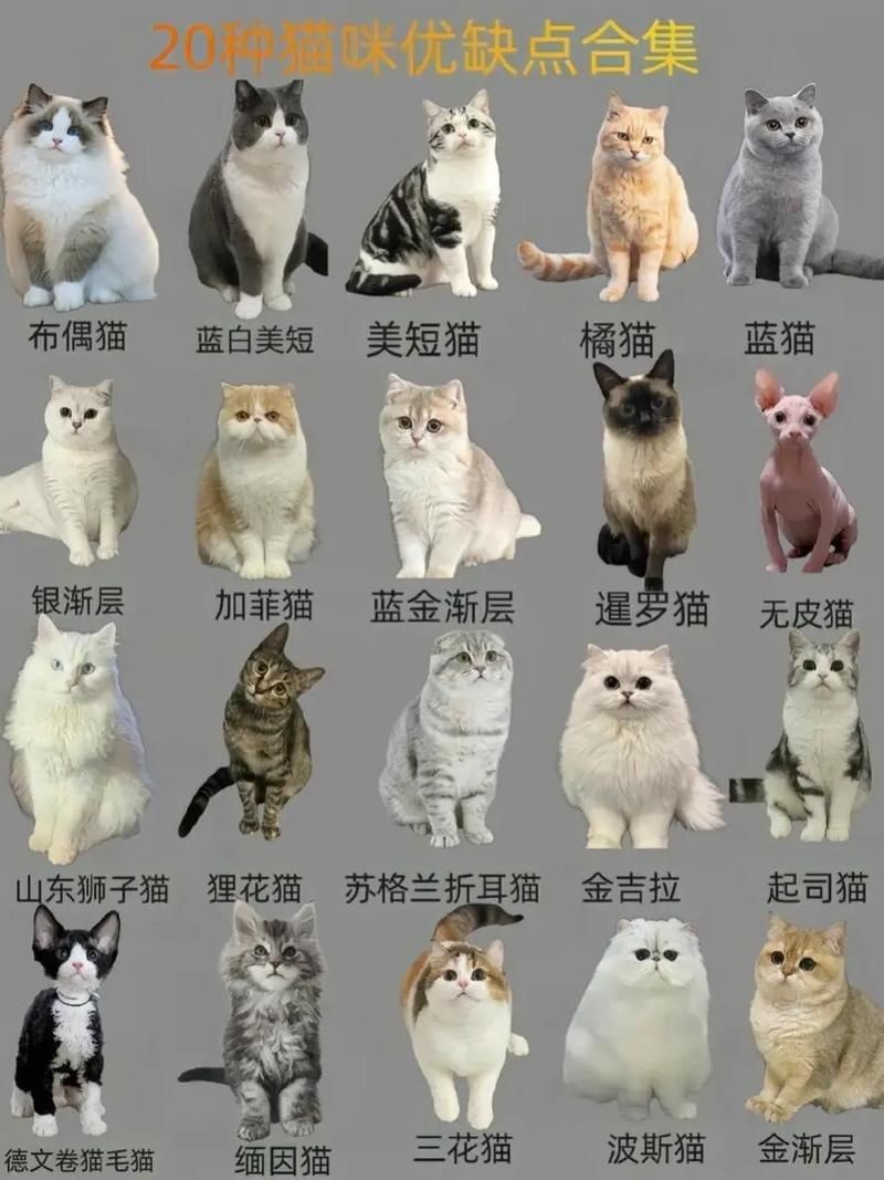 貓品種大全100種圖片，《貓品種大全100種圖片》 貓品種大全100種圖片，《貓品種大全100種圖片》 龍魚百科 第8張