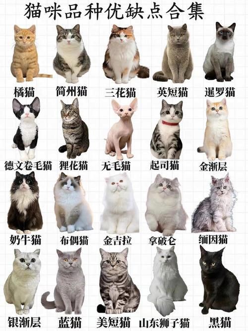 貓品種大全100種圖片，《貓品種大全100種圖片》 貓品種大全100種圖片，《貓品種大全100種圖片》 龍魚百科 第7張