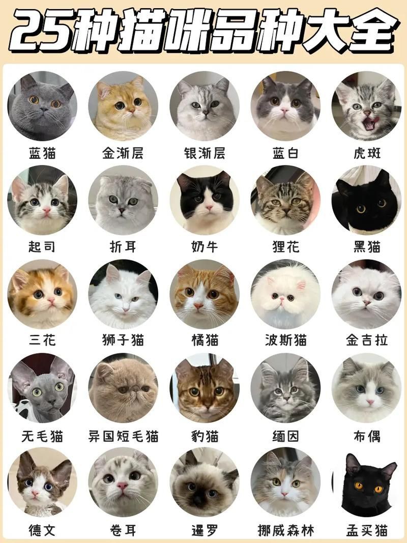 貓品種大全100種圖片，《貓品種大全100種圖片》 貓品種大全100種圖片，《貓品種大全100種圖片》 龍魚百科 第2張