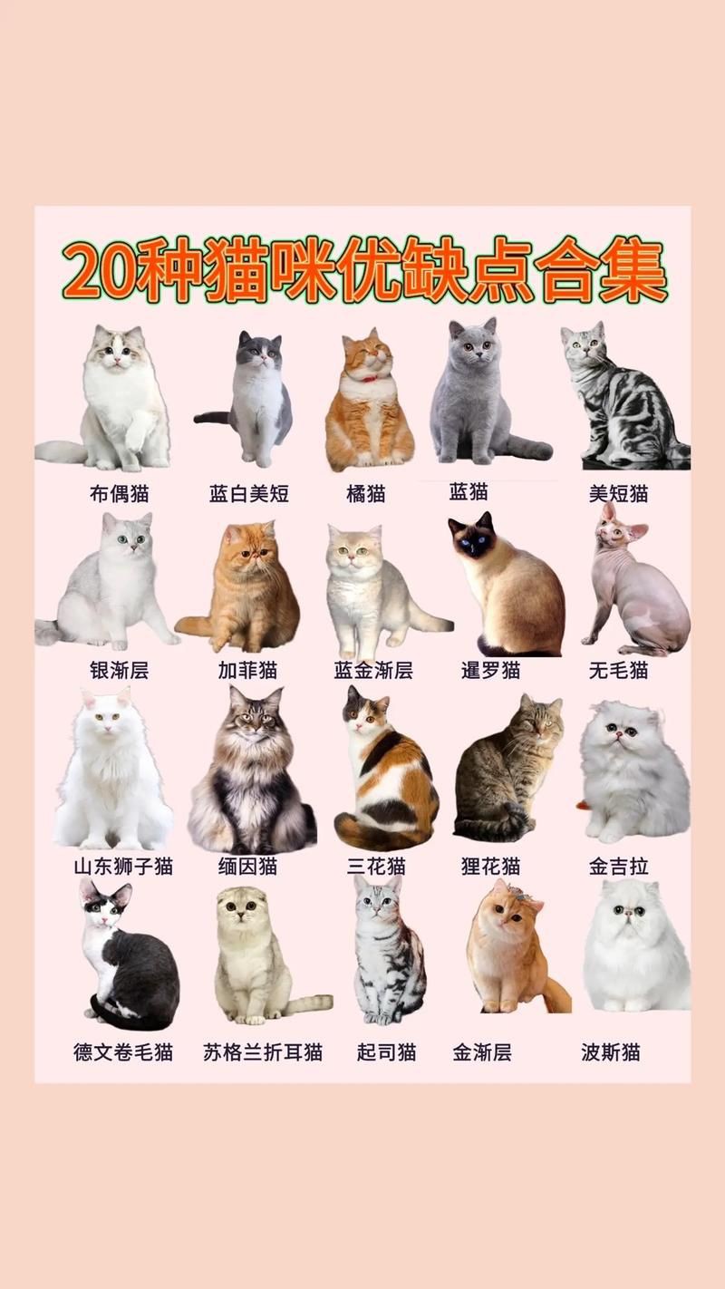 貓品種大全100種圖片，《貓品種大全100種圖片》 貓品種大全100種圖片，《貓品種大全100種圖片》 龍魚百科 第12張