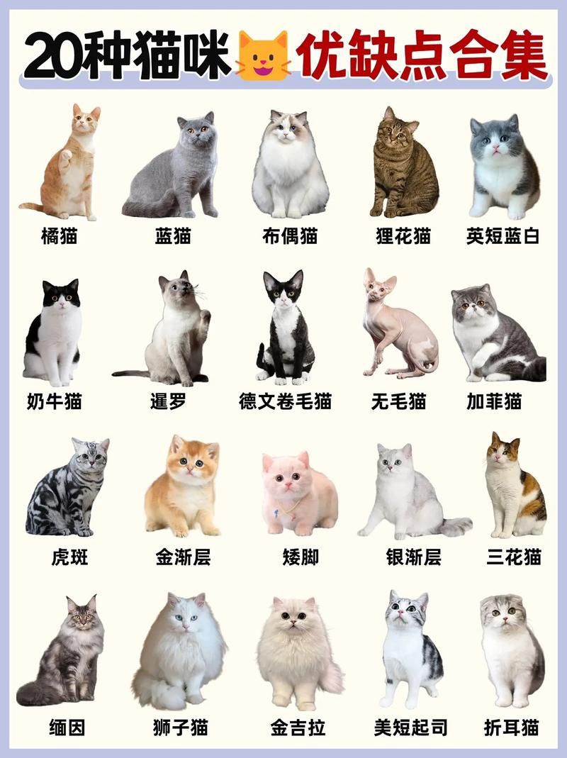 貓品種大全100種圖片，《貓品種大全100種圖片》 貓品種大全100種圖片，《貓品種大全100種圖片》 龍魚百科 第11張