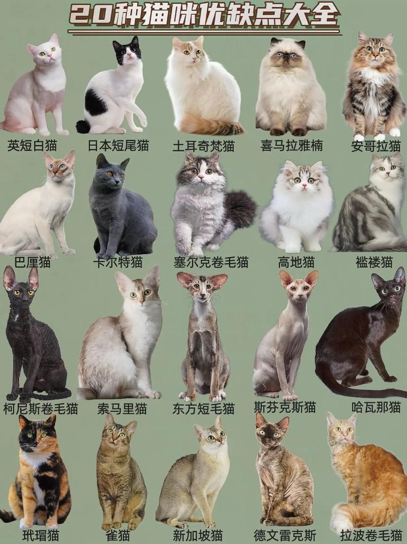 貓品種大全100種圖片，《貓品種大全100種圖片》 貓品種大全100種圖片，《貓品種大全100種圖片》 龍魚百科 第25張