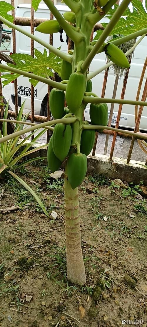 馬來西亞風(fēng)車果樹圖片，萬物靜默如謎,馬來西亞風(fēng)車果