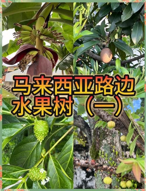 馬來西亞風(fēng)車果樹圖片，萬物靜默如謎,馬來西亞風(fēng)車果