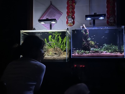 世界十大著名魚缸 世界十大著名魚缸 龍魚百科 第2張