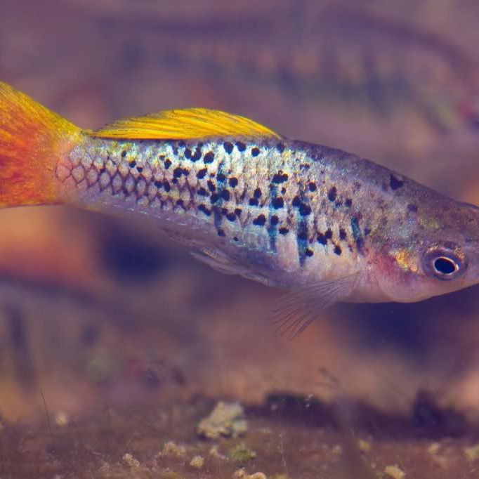 牡丹魚圖片大全大圖,牡丹魚是一種極具觀賞價(jià)值的魚類 龍魚百科 第29張 牡丹魚圖片大全大圖,牡丹魚是一種極具觀賞價(jià)值的魚類 牡丹魚圖片大全大圖,牡丹魚是一種極具觀賞價(jià)值的魚類 龍魚百科 第29張