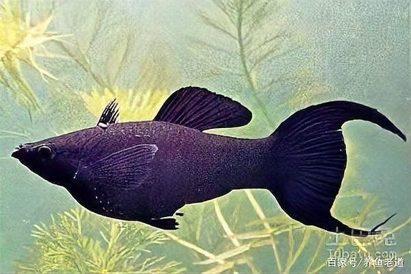 牡丹魚圖片大全大圖,牡丹魚是一種極具觀賞價(jià)值的魚類 龍魚百科 第30張 牡丹魚圖片大全大圖,牡丹魚是一種極具觀賞價(jià)值的魚類 牡丹魚圖片大全大圖,牡丹魚是一種極具觀賞價(jià)值的魚類 龍魚百科 第30張