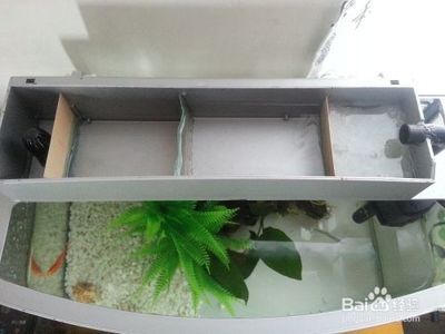 測過濾魚缸怎么放置過濾棉：如何在魚缸中放置過濾棉 測過濾魚缸怎么放置過濾棉：如何在魚缸中放置過濾棉 魚缸百科 第1張