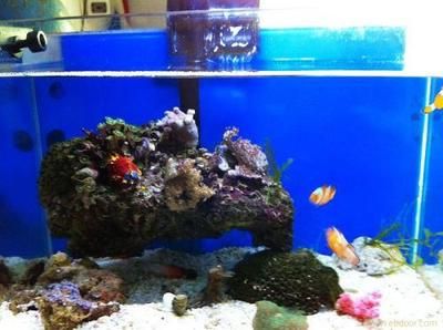 海水魚缸選擇合適的海水魚缸品牌是非常重要的一步：如何選擇一個合適的海水魚缸