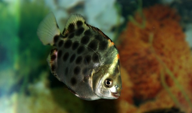 迪慶藏族自治州錦鯉池建設(shè)（錦鯉池改造） 迪慶藏族自治州錦鯉池建設(shè)（錦鯉池改造） 魟魚百科 第2張