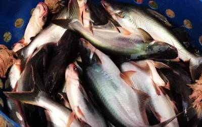 淘寶買觀賞魚死掉了,不退款平臺介入失敗怎么辦? 魟魚百科 第1張 淘寶買觀賞魚死掉了,不退款平臺介入失敗怎么辦? 淘寶買觀賞魚死掉了,不退款平臺介入失敗怎么辦? 魟魚百科 第1張